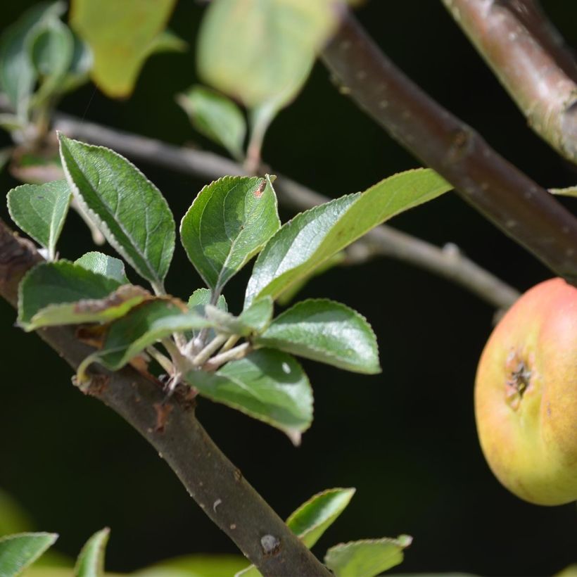 Pommier Reinette grise du Canada (Foliage)