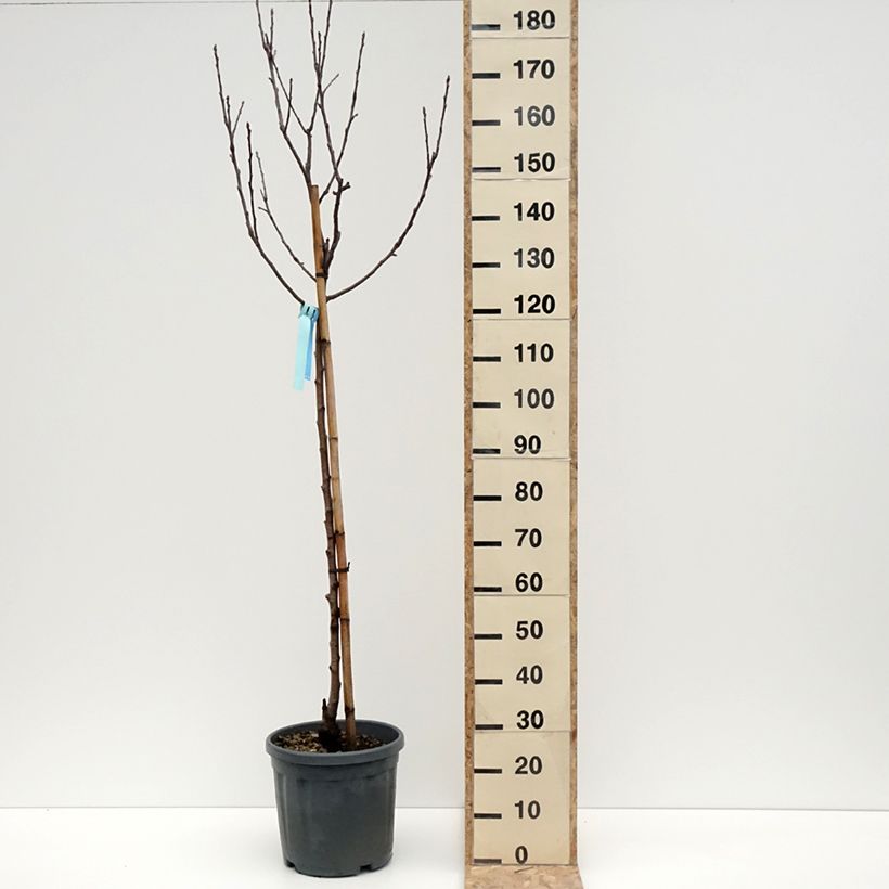 Example of Pommier Royal Gala Pot de 7,5L/10L, Demi-Tige as you get in hiver