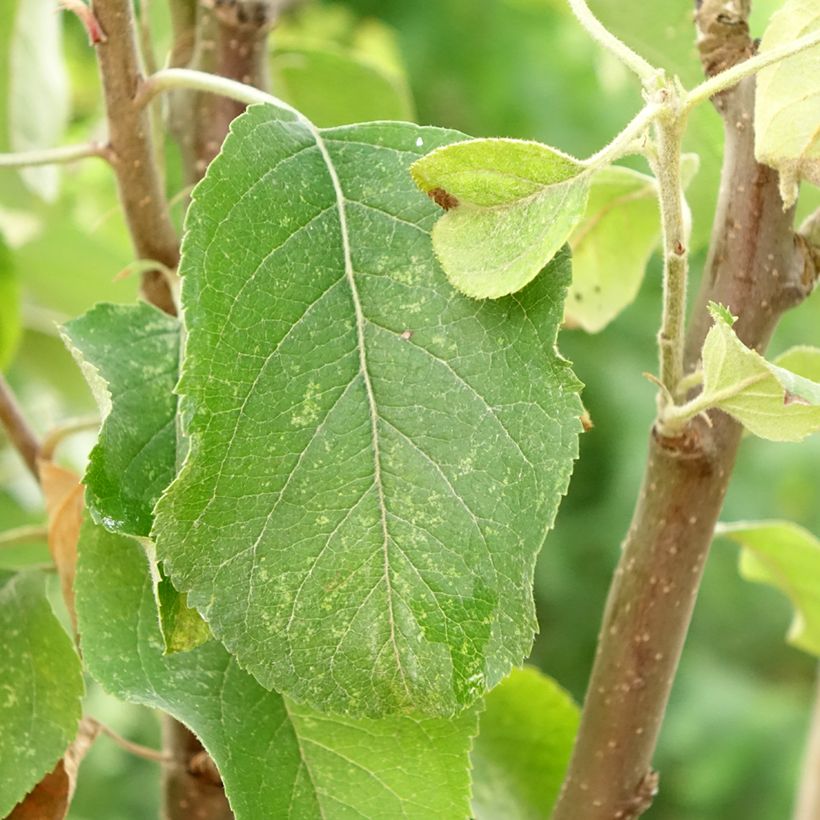 Pommier Starking Delicious (Foliage)