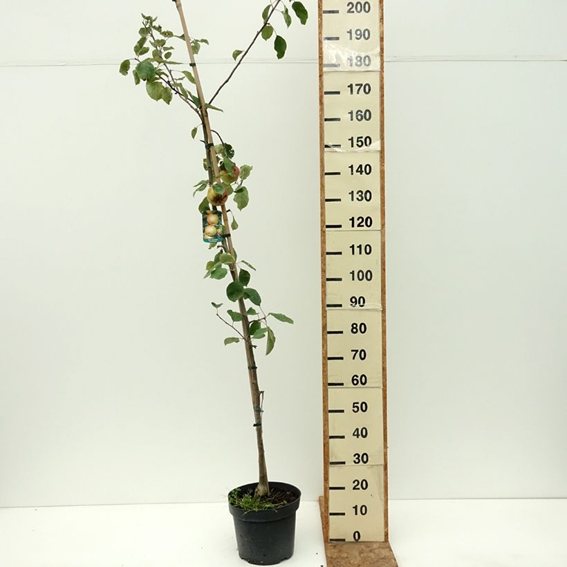 Example of Pommier Szara Reneta Pot de 7,5L/10L, Scion as you get in ete