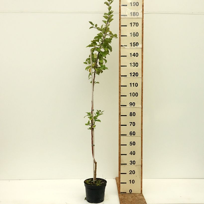 Example of Pommier Truskawkowe Nietschnera Pot de 4L/5L, Scion as you get in ete