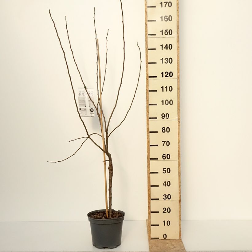 Example of Pommier Winter Banana Pot de 7,5L/10L, Gobelet as you get in hiver
