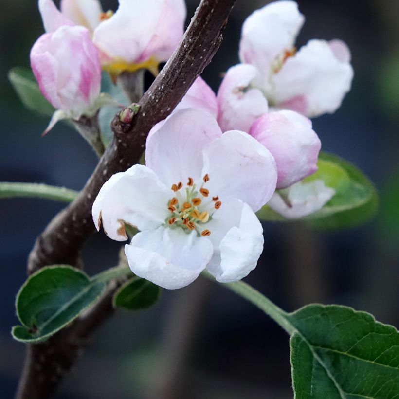 Pommier Winter Banana (Flowering)