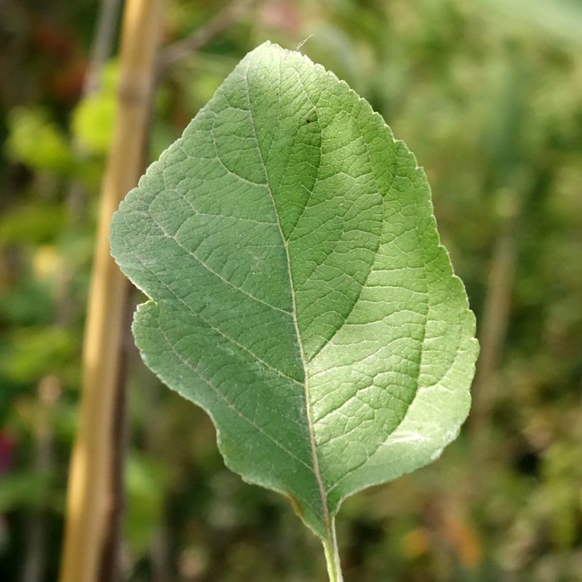 Pommier Złotka Kwidzyńska (Foliage)