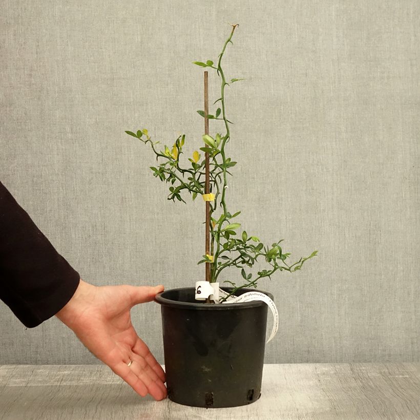 Example of Poncirus trifoliata Flying Dragon - Citronnier tortueux Pot de 2L/3L as you get in automne