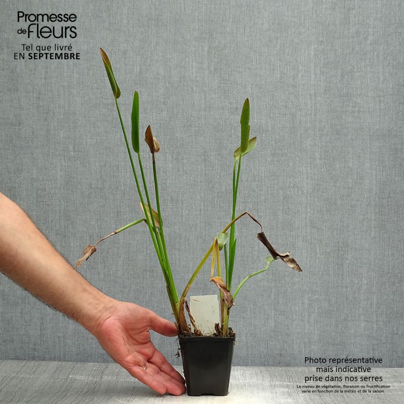 Example of Pontederia lanceolata - Pontédérie à feuilles lancéolées Godet de 8/9 cm as you get in automne