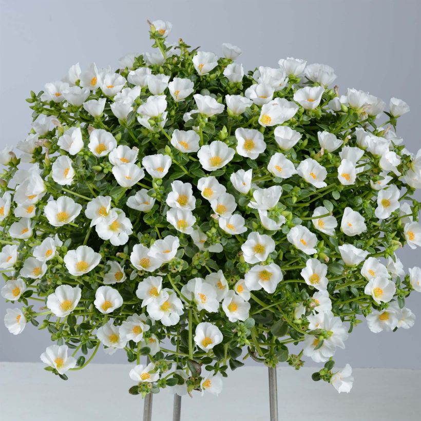 Portulaca Pazzaz White - Pourpier annuel (Plant habit)