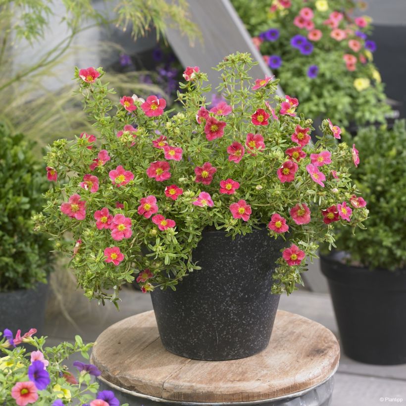 Potentilla fruticosa Danny Boy - Potentille arbustive à fleurs simples rose framboise (Plant habit)