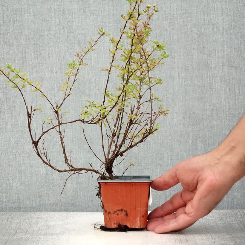 Example of Potentilla fructicosa Glamour Girl - Potentille arbustive Godet de 8/9 cm as you get in ete