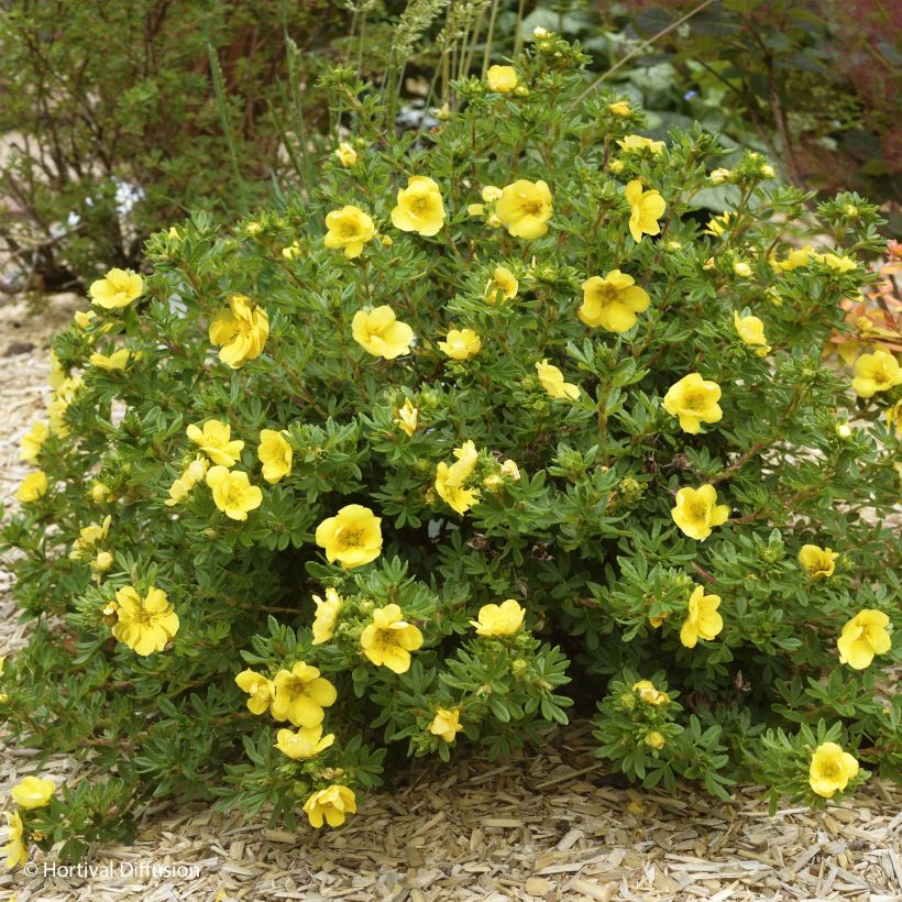 Potentille arbustive - Potentilla fruticosa Double Punch Gold (Plant habit)