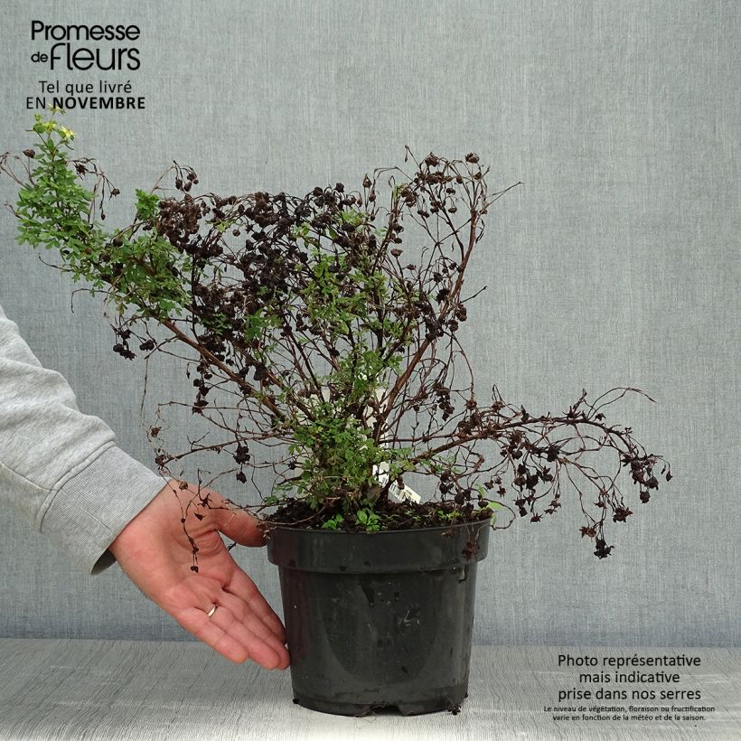 Example of Potentilla fruticosa Limelight- Potentille arbustive Pot de 3L/4L as you get in automne