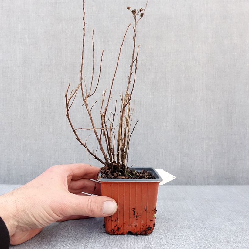 Example of Potentilla fruticosa Mango Tango- Potentille arbustive Godet de 8/9 cm as you get in hiver