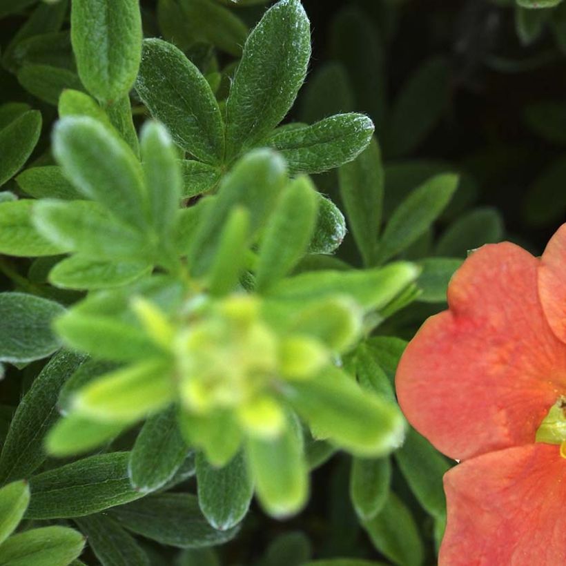 Potentille arbustive - Potentilla fruticosa Red'issima (Foliage)