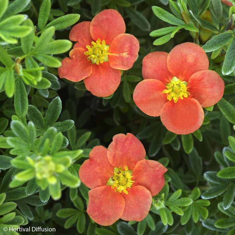 Potentille arbustive - Potentilla fruticosa Red'issima (Flowering)