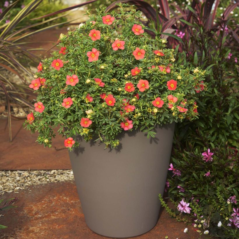 Potentille arbustive - Potentilla fruticosa Red'issima (Plant habit)