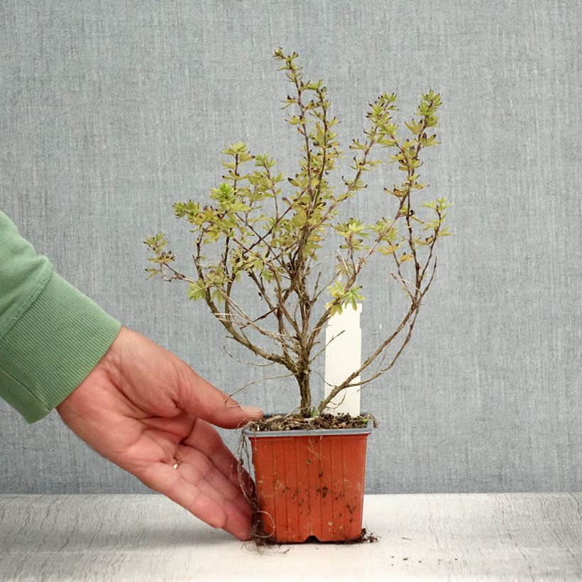 Example of Potentille arbustive Bella Apple - Potentilla fruticosa  Godet de 8/9 cm as you get in ete