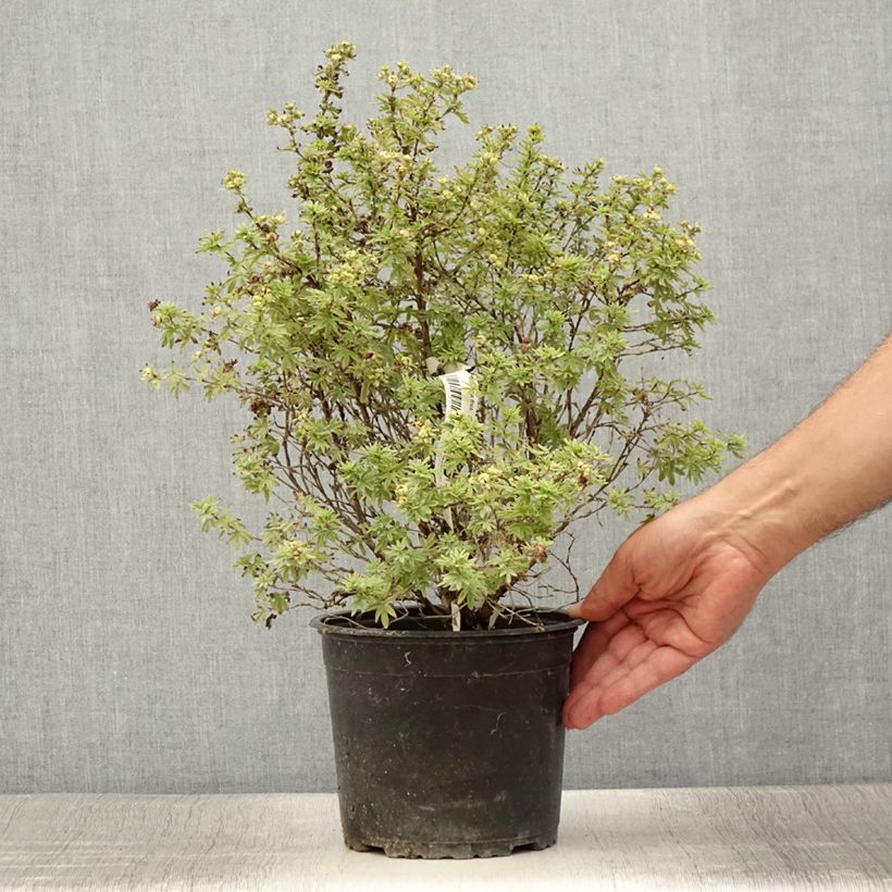 Example of Potentille arbustive Bella Apple - Potentilla fruticosa  Pot de 2L/3L as you get in ete