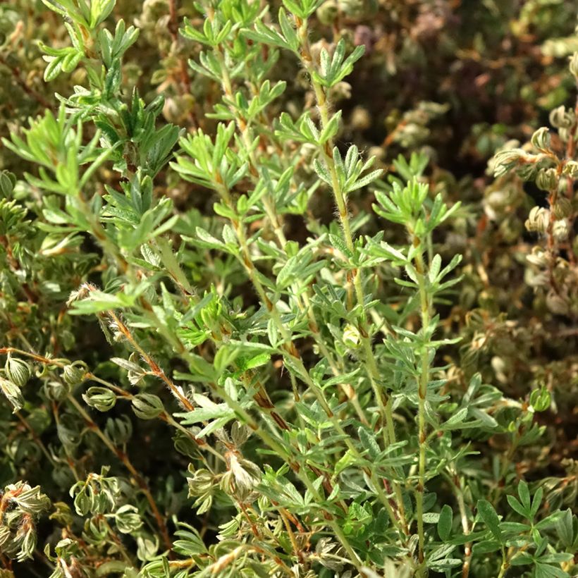 Potentille arbustive Bella Lindsey - Potentilla fruticosa (Foliage)