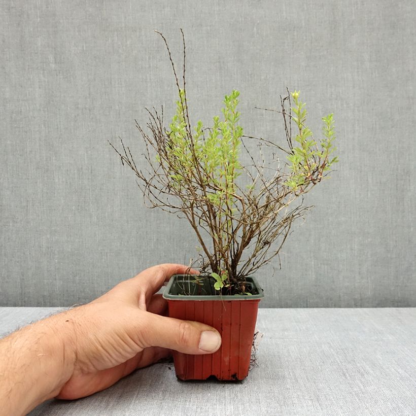 Example of Potentille arbustive Bella Lindsey - Potentilla fruticosa Godet de 8/9 cm as you get in ete