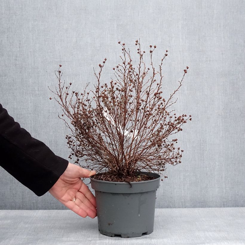 Example of Potentille arbustive Bella Lindsey - Potentilla fruticosa Pot de 2L/3L as you get in hiver