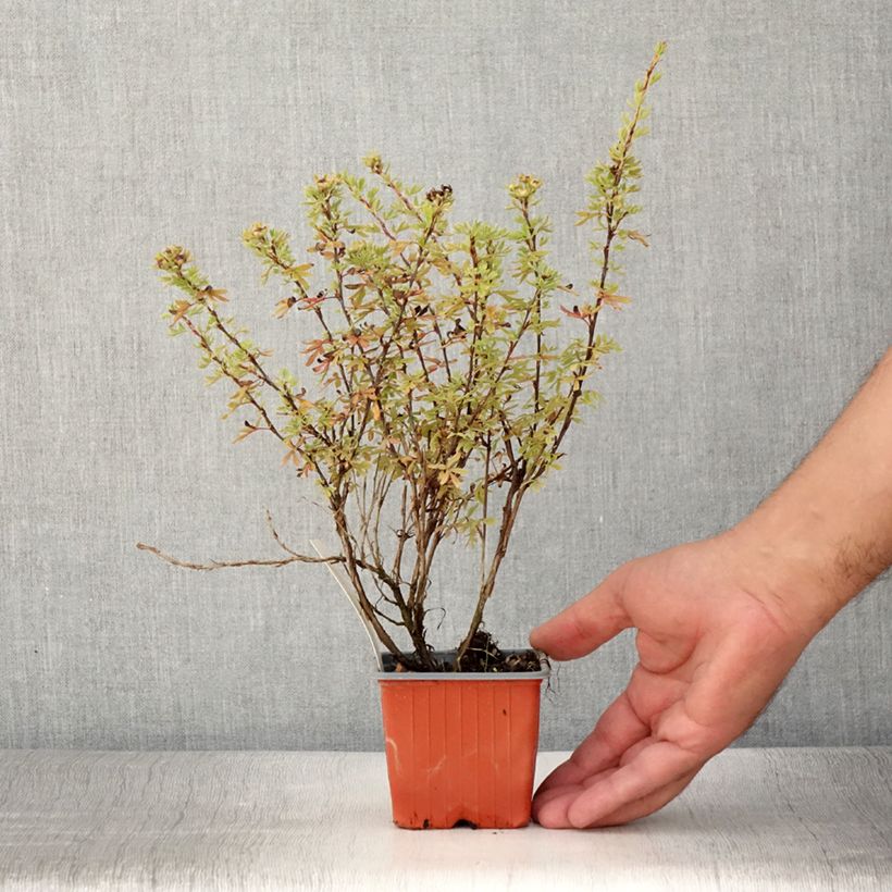 Example of Potentille arbustive Bella Rosa - Potentilla fruticosa Godet de 8/9 cm as you get in ete
