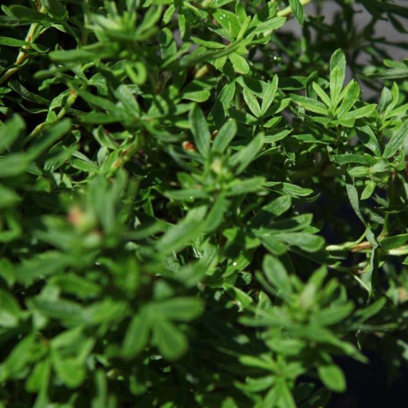 Potentille arbustive Bella Sol - Potentilla fruticosa (Foliage)
