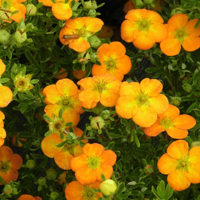 Potentille arbustive Bella Sol - Potentilla fruticosa (Flowering)