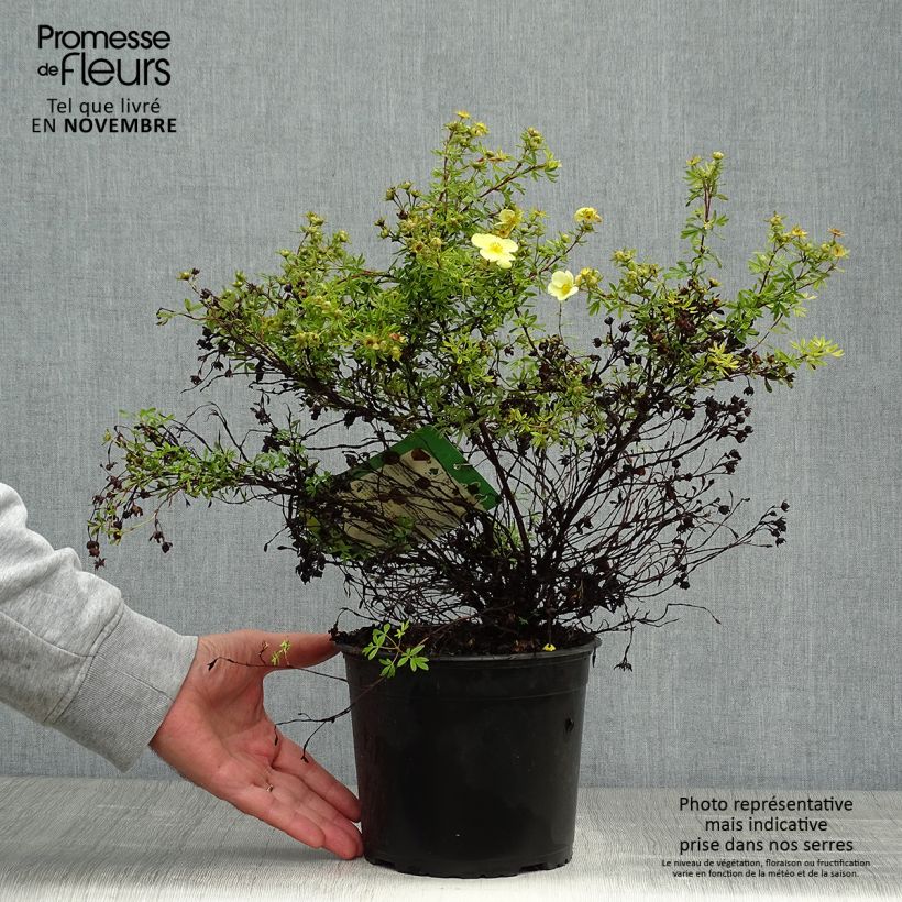 Example of Potentille arbustive Kobold Pot de 3L/4L as you get in automne