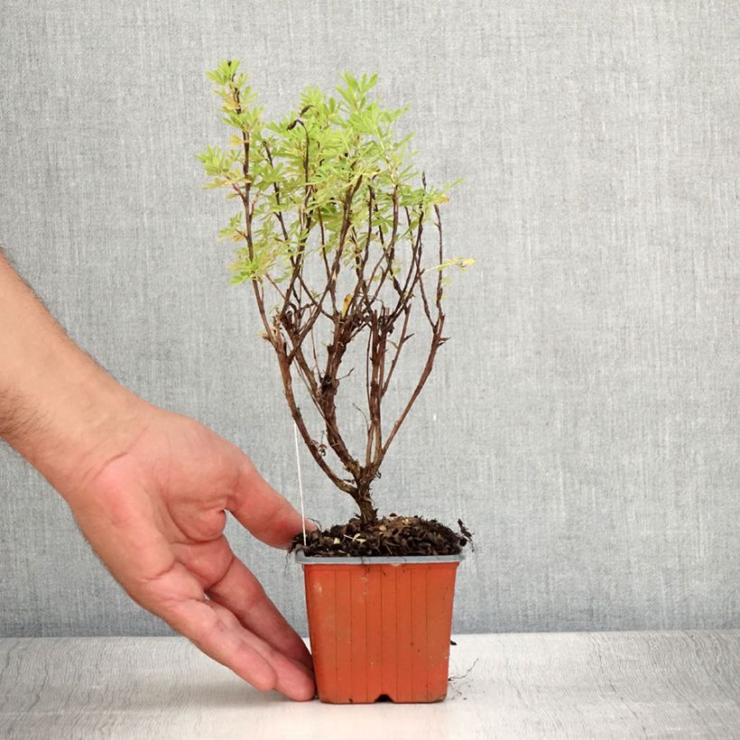 Example of Potentille arbustive Marmalade - Potentilla fruticosa Godet de 8/9 cm as you get in ete