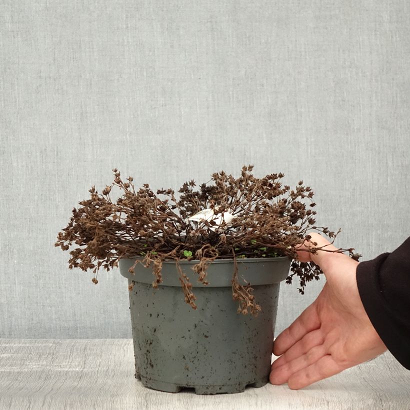 Example of Potentille arbustive - Potentilla fruticosa Bella Bianca Pot de 2L/3L as you get in automne