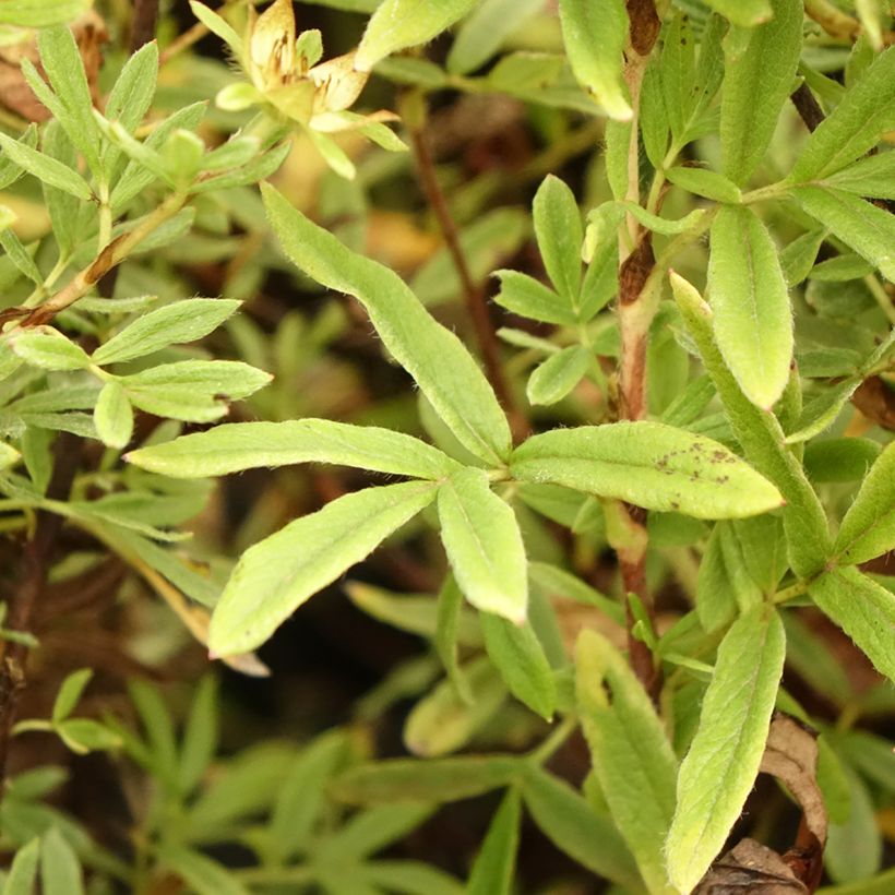 Potentille arbustive - Potentilla fruticosa Creamissima (Foliage)