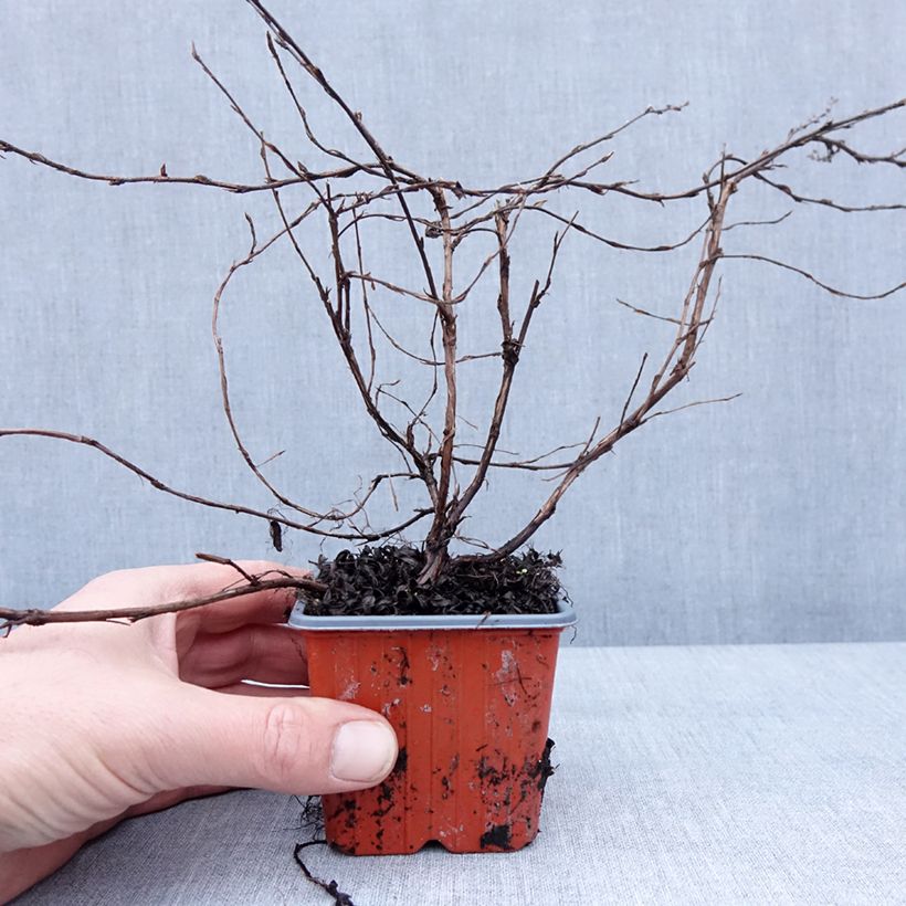Example of Potentille arbustive - Potentilla fruticosa Elisabeth Godet de 8/9 cm as you get in hiver