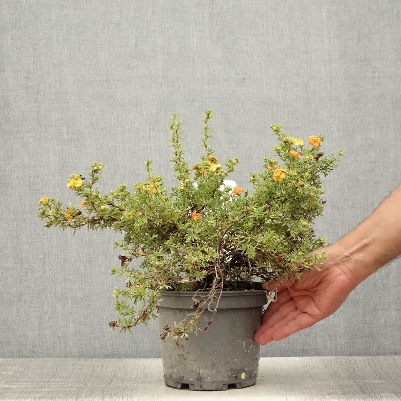 Example of Potentille arbustive - Potentilla fruticosa Red Joker Pot de 3L/4L as you get in ete