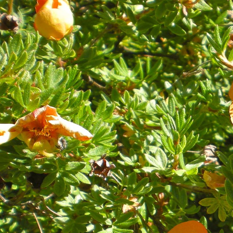 Potentilla fruticosa Solar'issima - Potentille arbustive (Foliage)