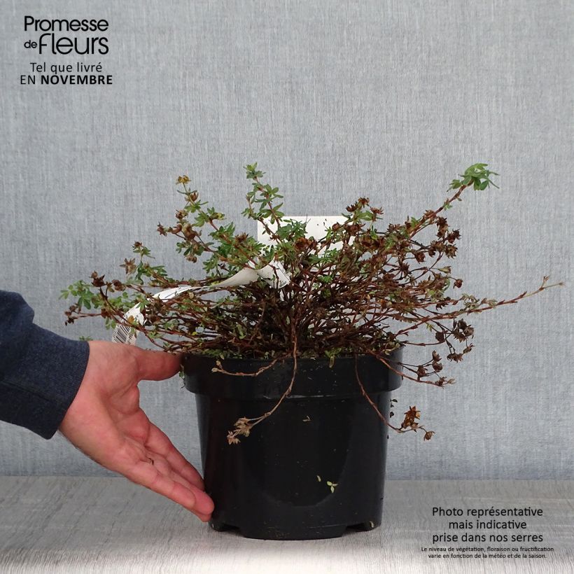 Example of Potentilla fruticosa Medicine Wheel Mountain - Potentille arbustive Pot de 2L/3L as you get in automne
