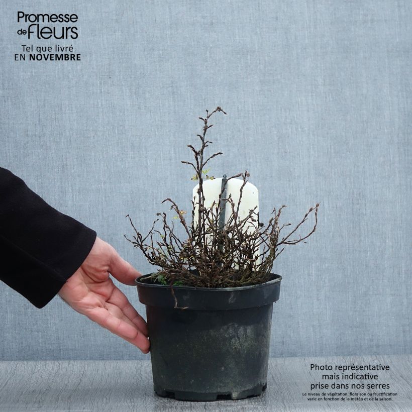 Example of Potentilla fruticosa Tilford Cream- Potentille arbustive Pot de 2L/3L as you get in automne