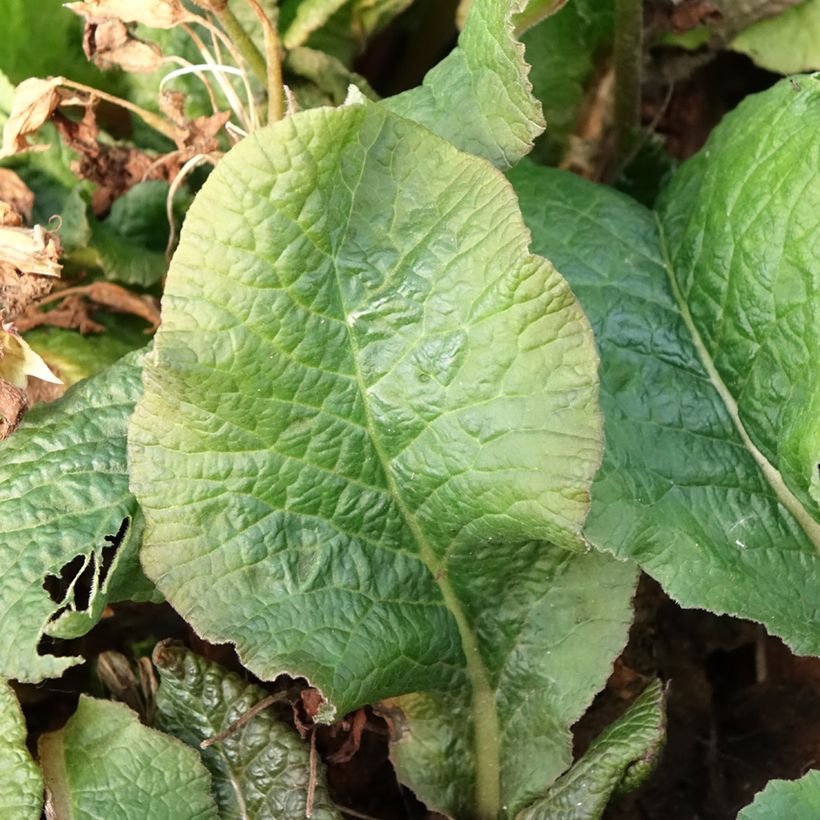 Primevère - Primula elatior Veristar Yellow Gold (Foliage)