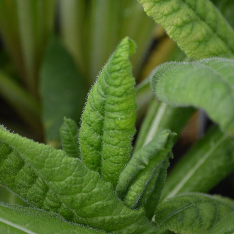 Primevère - Primula vialii (Foliage)