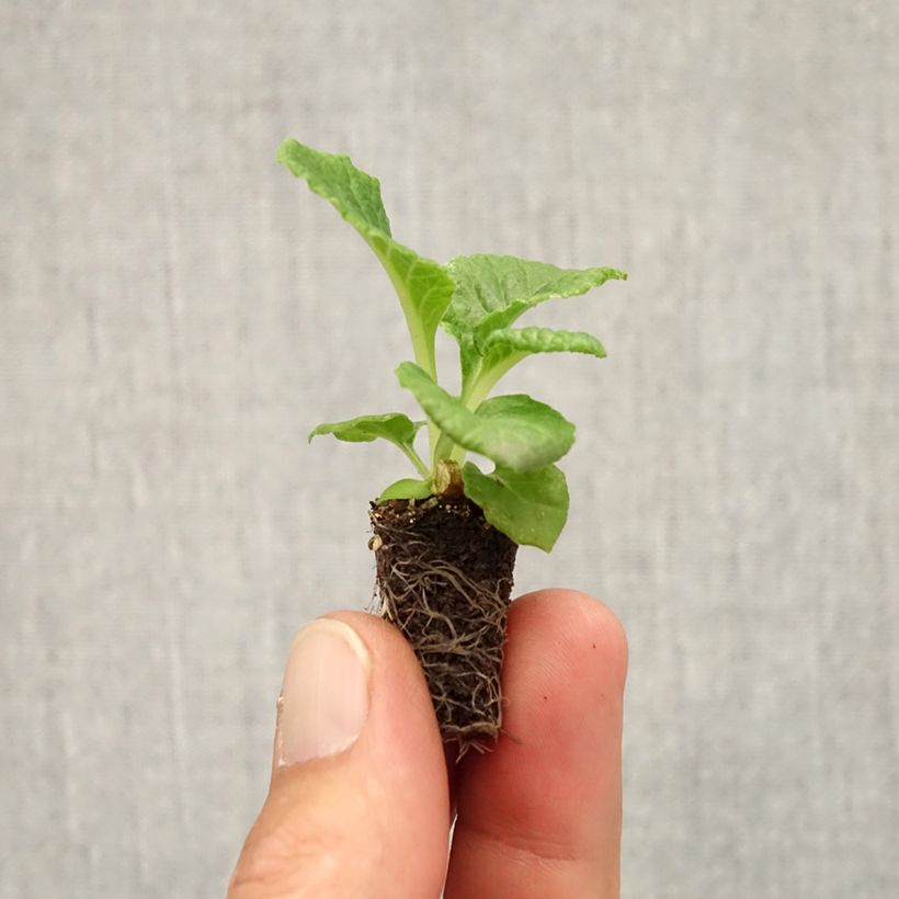 Example of Primevère Rambo F1 Lemon Cream - Primula acaulis Mini-motte Ø 1,5/2,5 cm as you get in automne