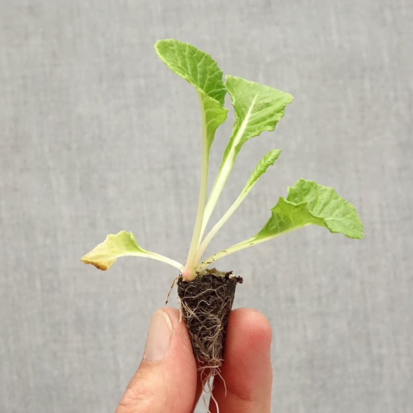 Example of Primevère Rosebud F1 light yellow - Primula acaulis Mini-motte Ø 1,5/2,5 cm as you get in automne