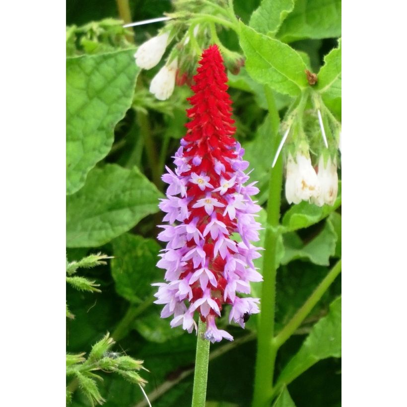 Primevère - Primula vialii (Flowering)