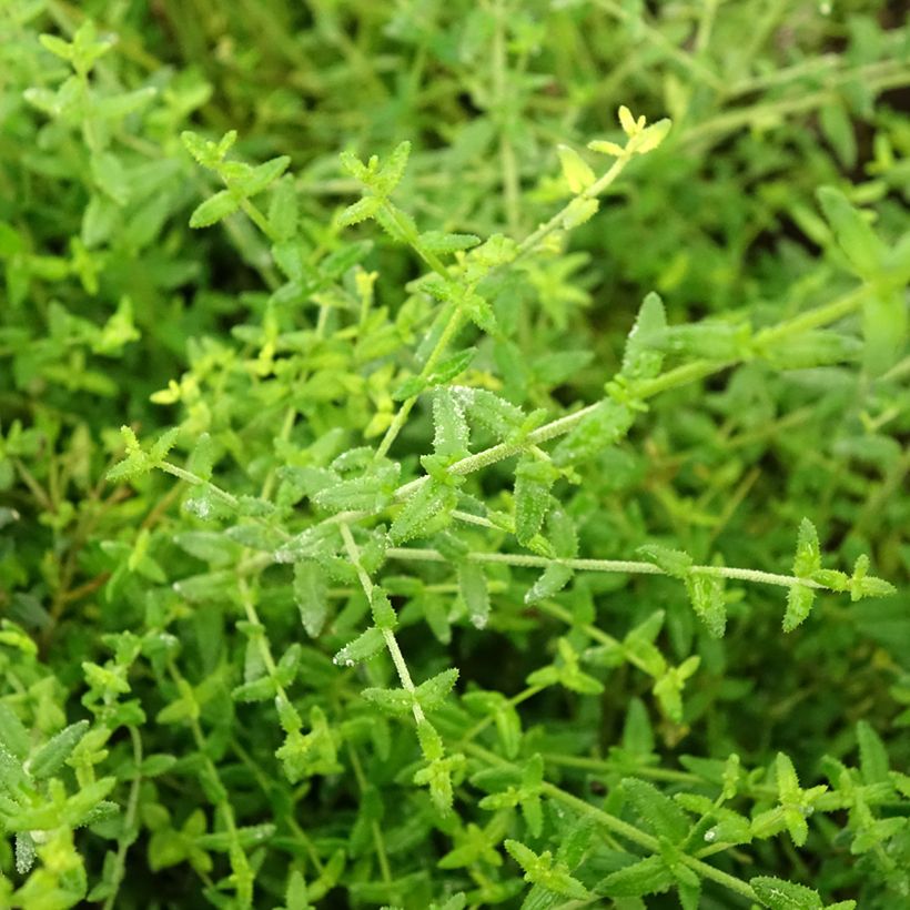 Prostanthera Rosetta - Menthe australienne (Foliage)