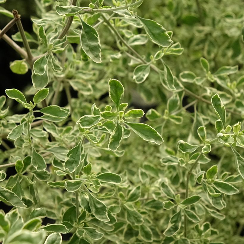 Prostanthera rotundifolia Variegata - Menthe Australienne (Foliage)
