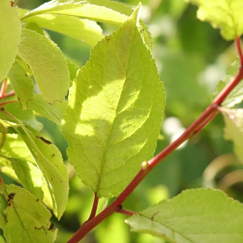 Pruneau de Bâle - Prunier Hauszwetsche - Quetsche (Foliage)