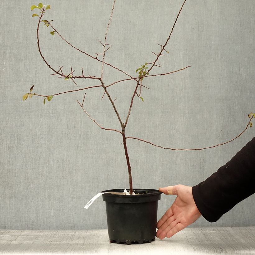 Example of Prunellier - Prunus spinosa Pot de 3L/4L as you get in automne