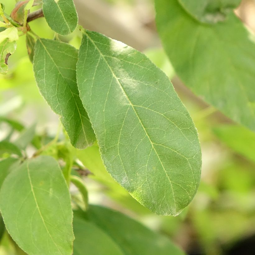 Prunier Golden Japan (Foliage)