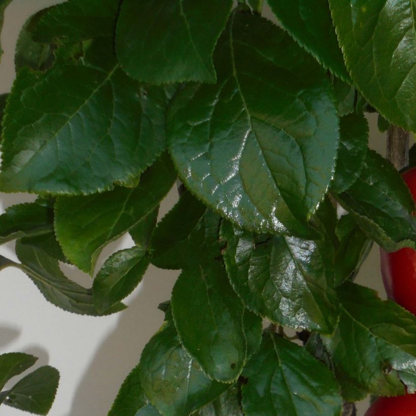 Prunier Mirabelle Ruby® (Foliage)