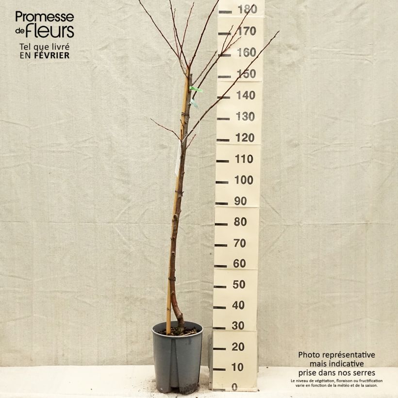 Example of Prunier Président Pot de 7,5L/10L, Demi-Tige as you get in hiver