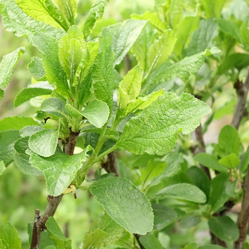 Prunier Queen Victoria (Foliage)