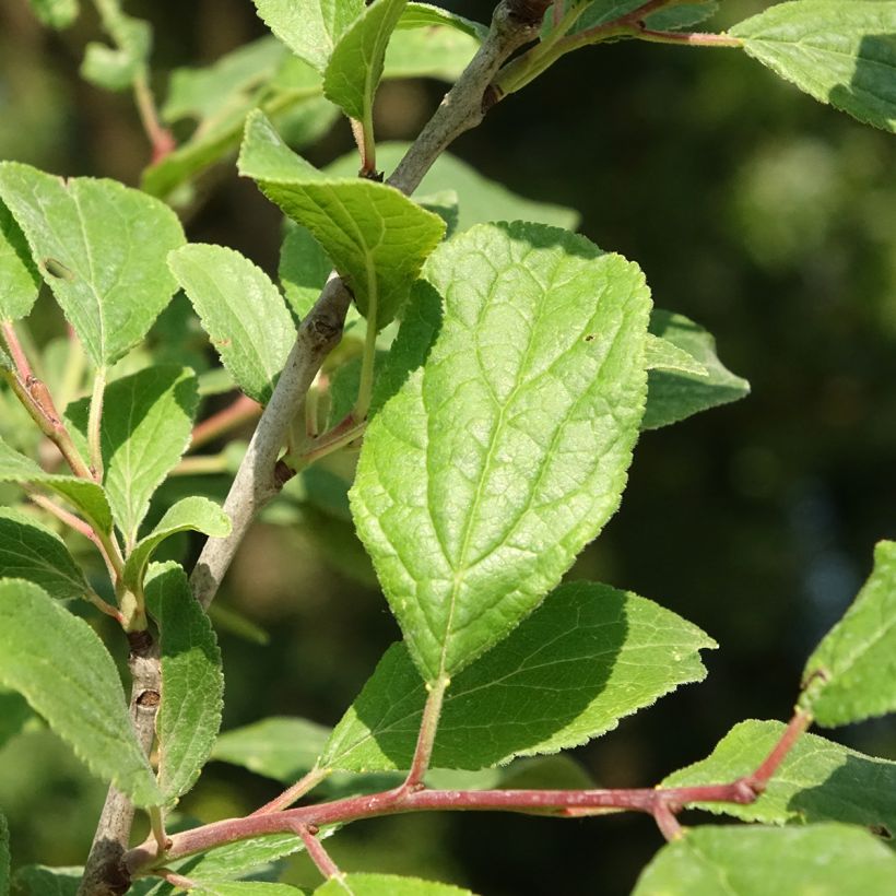 Prunier Quetsche Blanche de Létricourt (Foliage)
